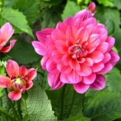 Zwerg-Dekorative Dahlie Berliner Kleene - Kompakt und dauerblühend