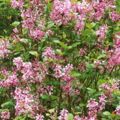 Zwergflieder 'Pink Parfume' - Flieder, der zweimal blüht