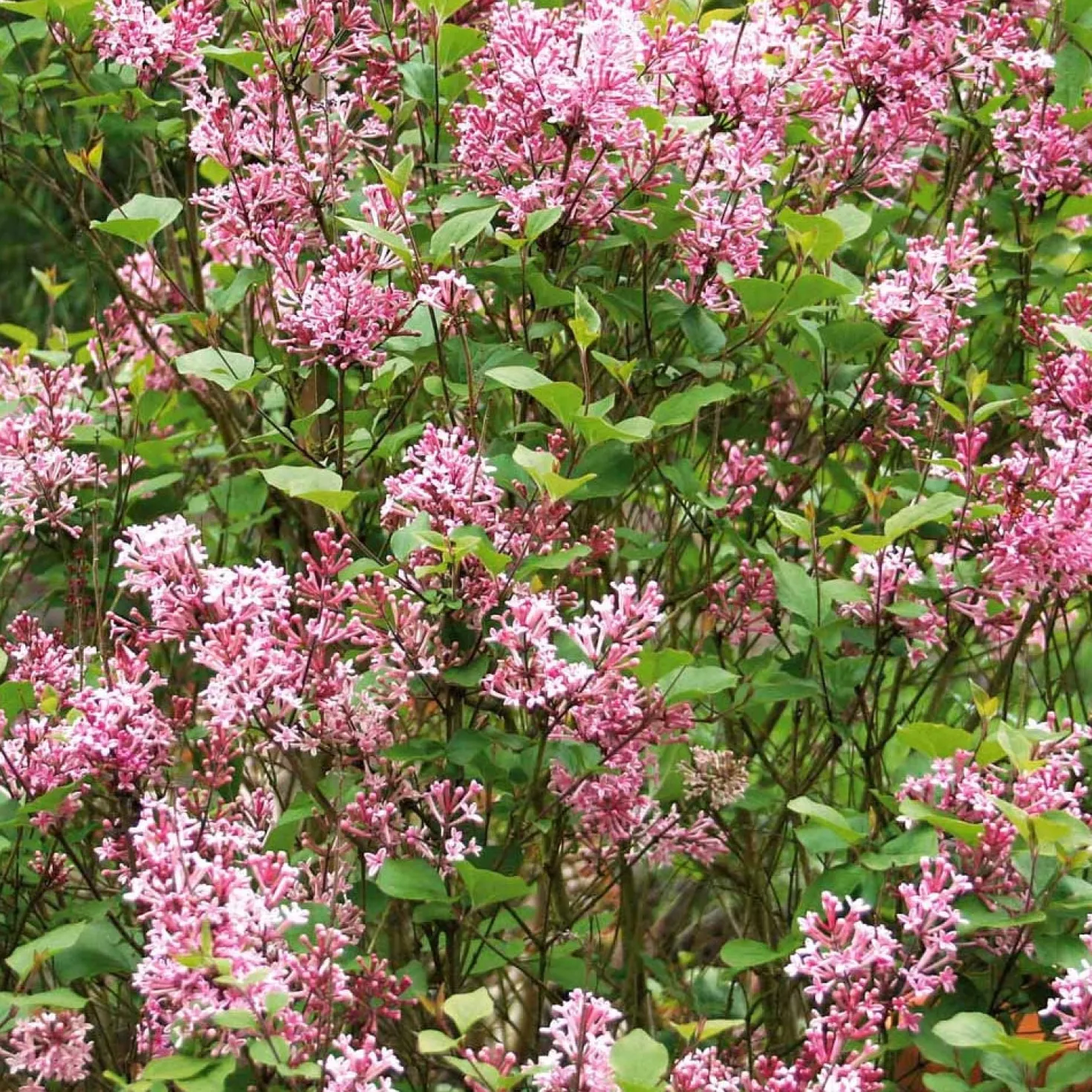 Zwergflieder 'Pink Parfume' - Flieder, der zweimal blüht