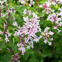Zwergflieder 'Pink Parfume' - Flieder, der zweimal blüht