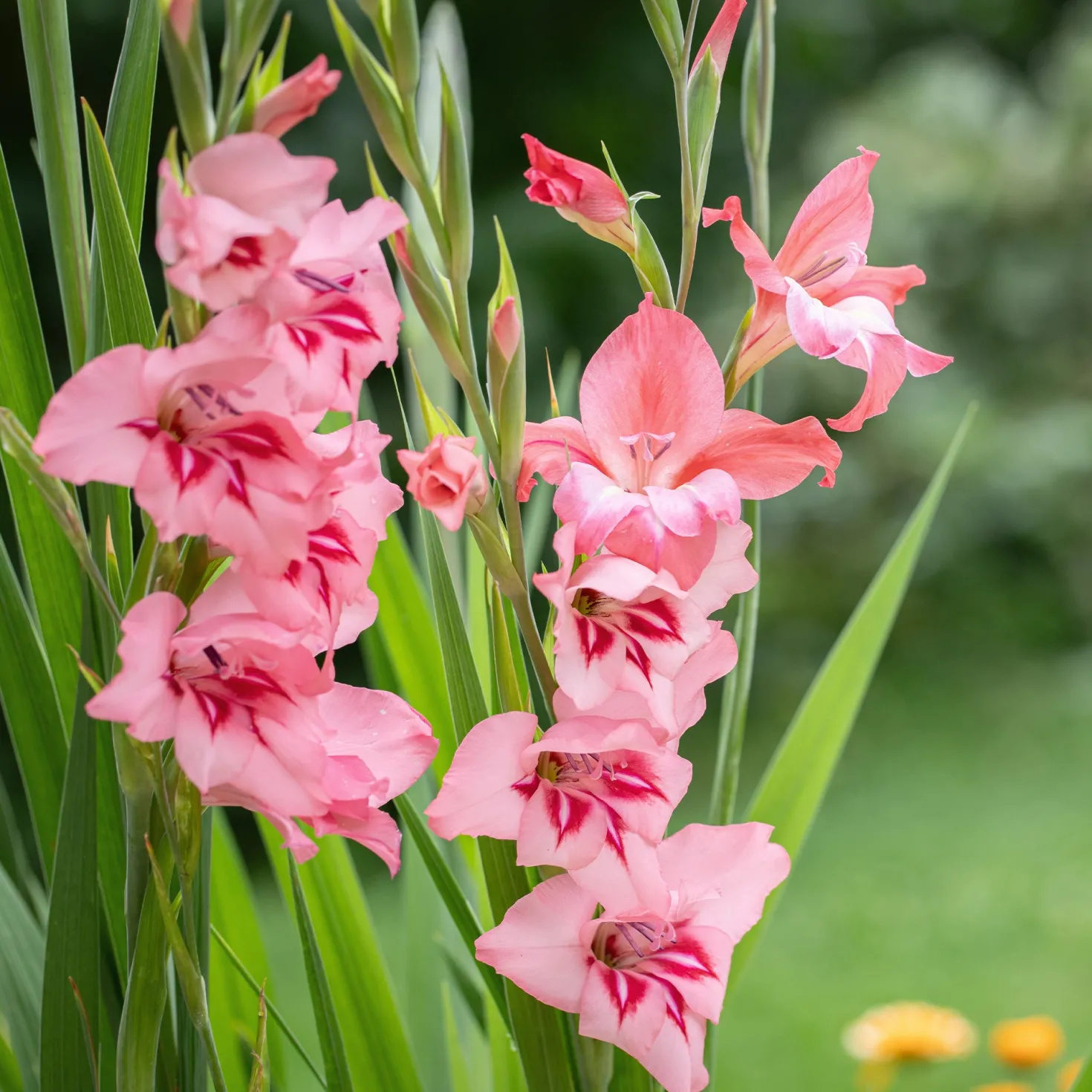 25 Zwerggladiolen rosa - Zarte Blüten, große Wirkung