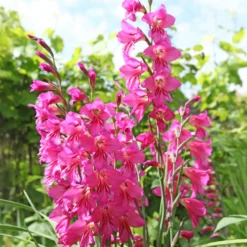 25 Zwerggladiolen rosa - Zarte Blüten, große Wirkung