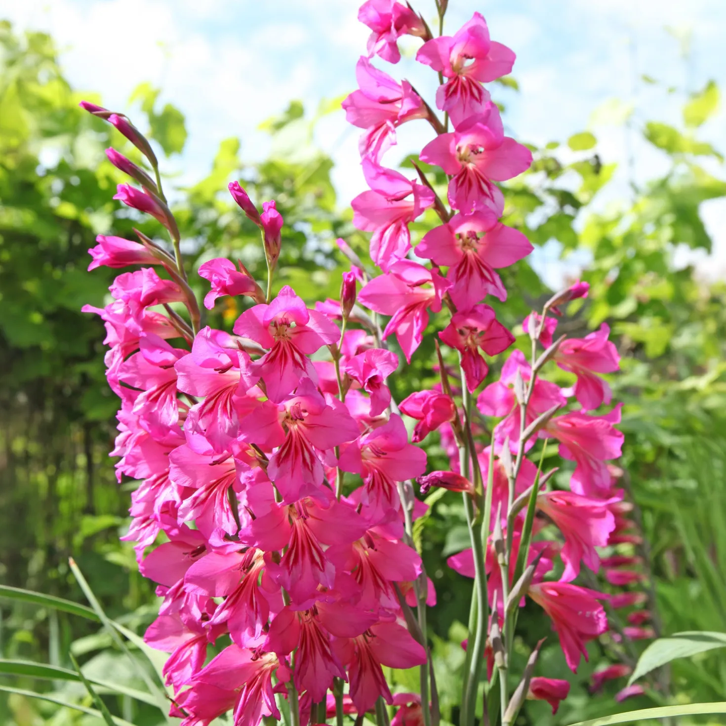 25 Zwerggladiolen rosa - Zarte Blüten, große Wirkung