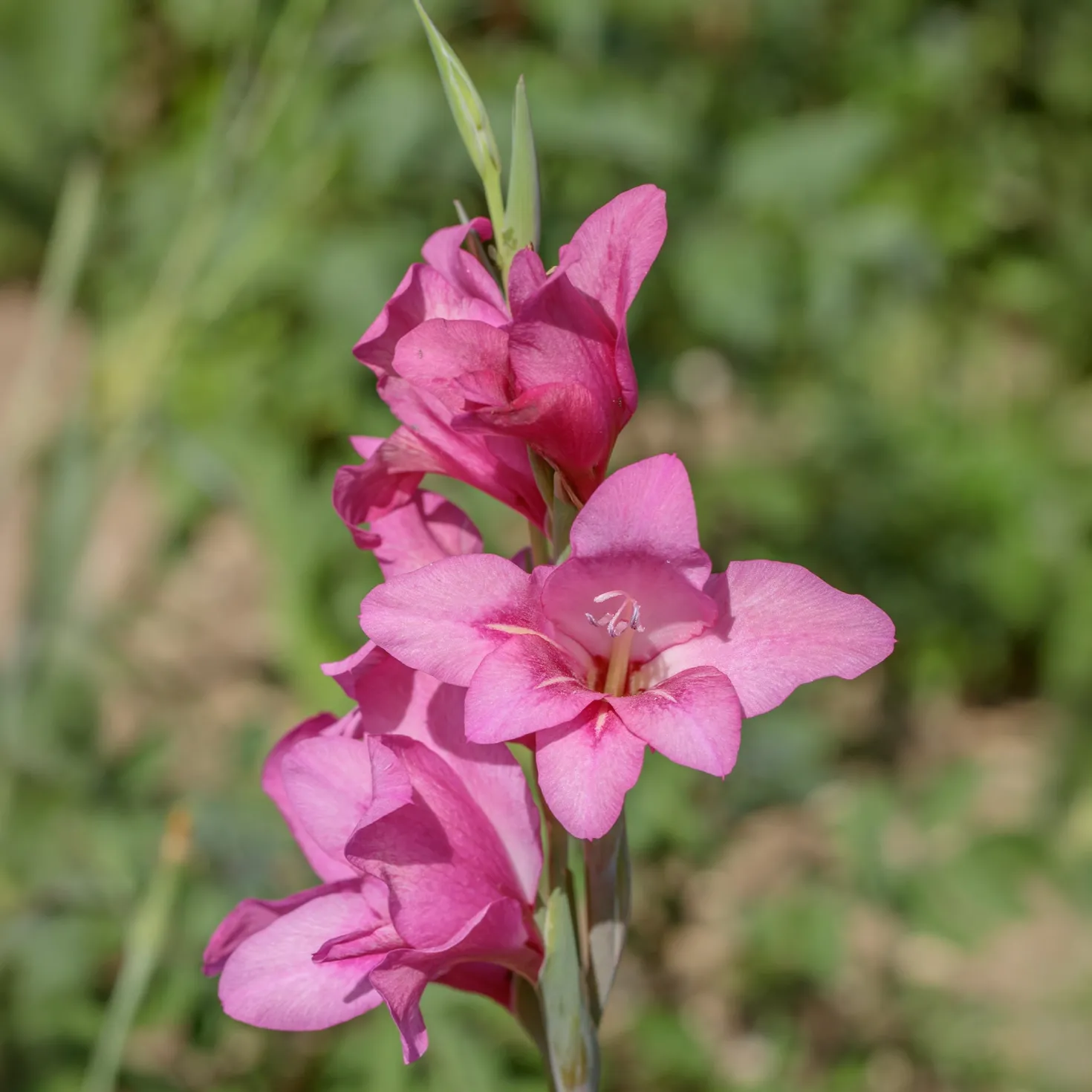 25 Zwerggladiolen rosa - Zarte Blüten, große Wirkung