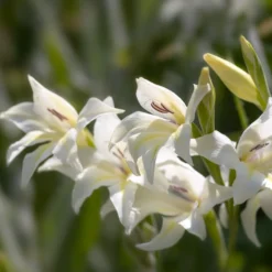 Zwerg-Gladiole The Bride (x20) - Zartes Weiß im Frühsommer