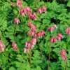Zwergige Herzblume Luxuriant - Herzblüten den ganzen Sommer