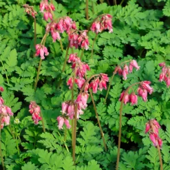 Zwergige Herzblume Luxuriant - Herzblüten den ganzen Sommer