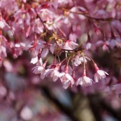Zwerg-Japanische Zierkirsche Paean - Kirschblüte auf kleinstem Raum