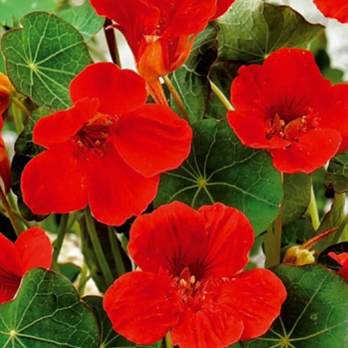 Zwergkapuzinerkresse Empress of India rot - Essbare Blüten in Rot