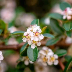 Zwergmispel 'Coral Beauty' - Grüner Teppich das ganze Jahr