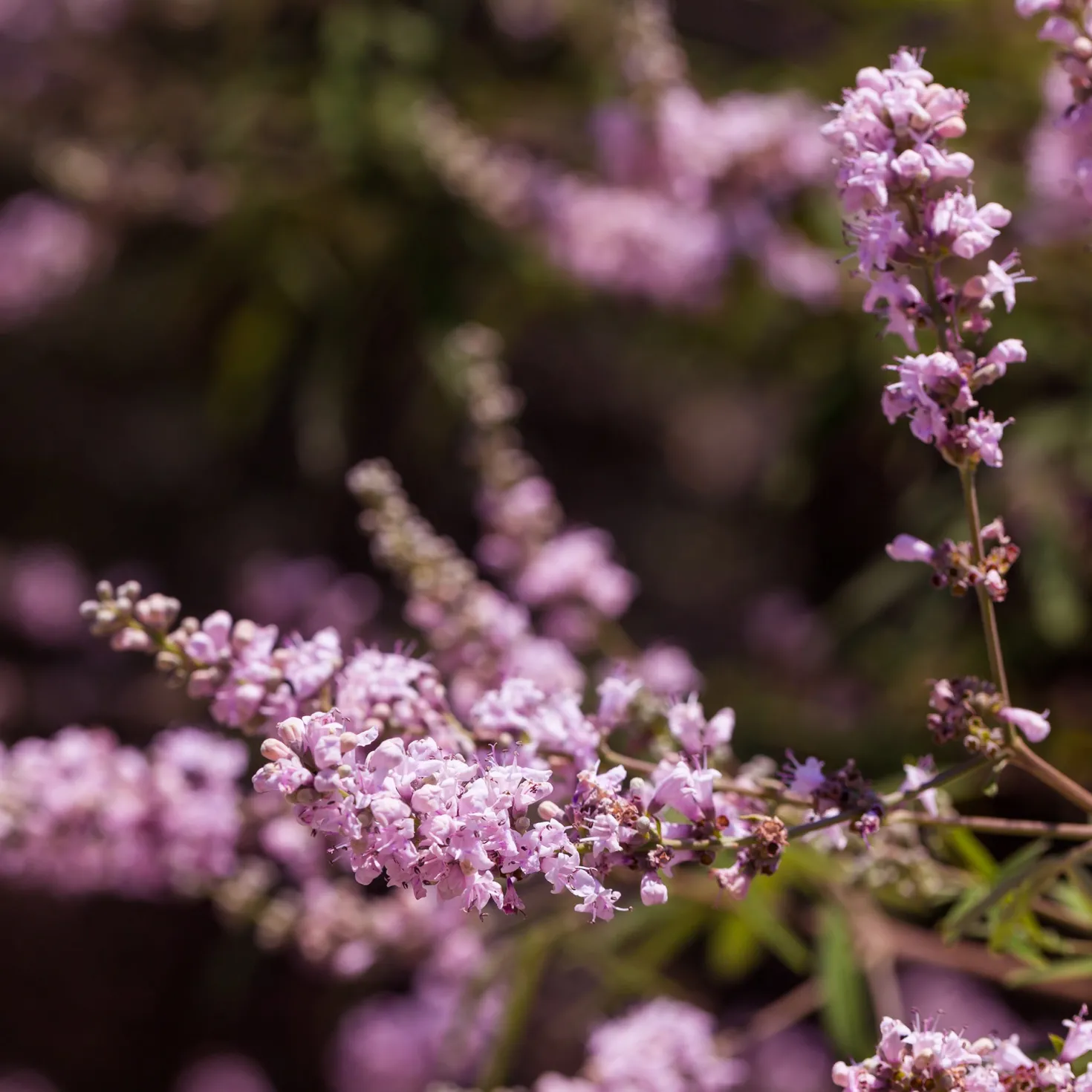 Zwerg-Mönchspfeffer Pink Pinnacle - Rosa Blüten den ganzen Spätsommer