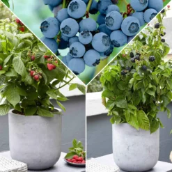 Zwerg-Obststrauch Mischung (Brombeere, Himbeere, Blaubeere) - Süße und zarte schwarze Früchte