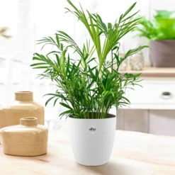 Zwergpalme in weißem Blumentopf - Zimmerpalme, entspannte Atmosphäre