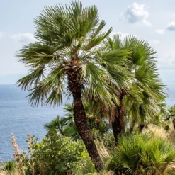 Zwergpalme - Mittelmeer-Feeling im Garten