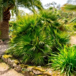 Zwergpalme - Mittelmeer-Feeling im Garten