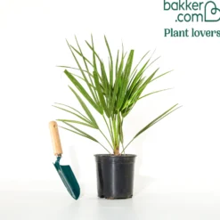 Zwergpalme ‘Sicilia’ - Mediterranes Flair sofort