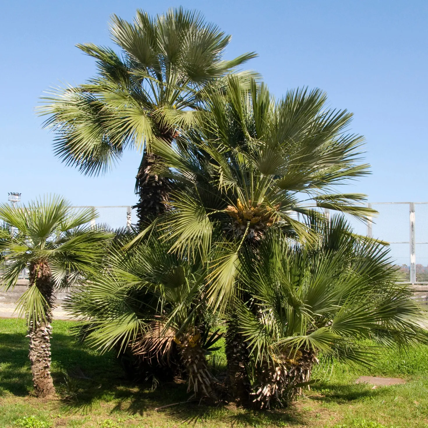 Zwergpalme ‘Sicilia’ - Mediterranes Flair sofort