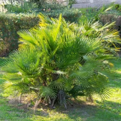 Zwergpalme ‘Sicilia’ - Mediterranes Flair sofort