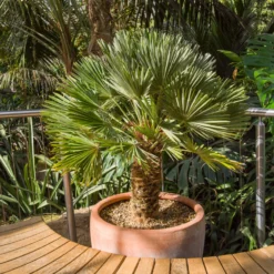 Zwergpalme Vulcano - Mediterranes Flair für Zuhause