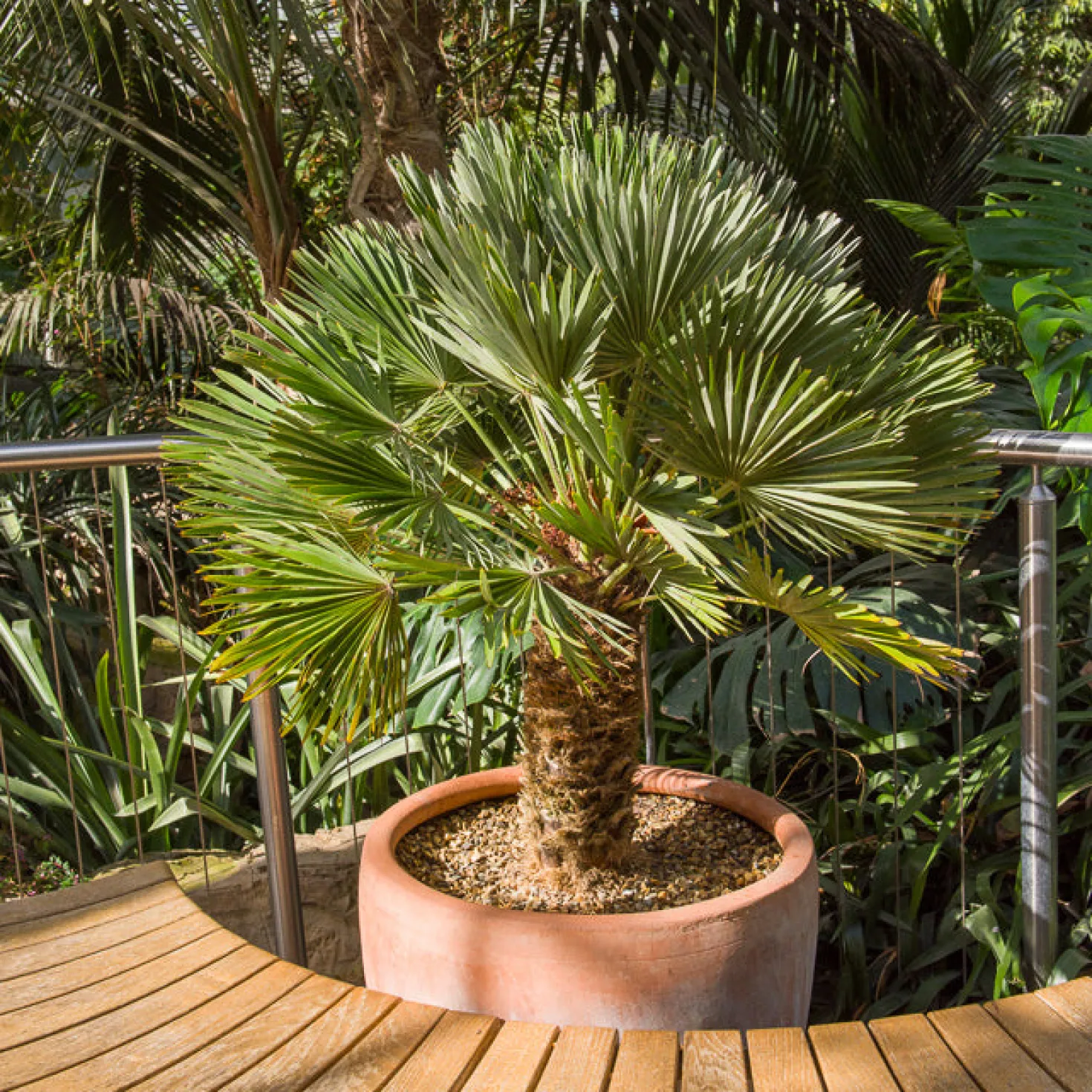 Zwergpalme Vulcano - Mediterranes Flair für Zuhause