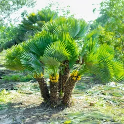 Zwergpalme Vulcano - Mediterranes Flair für Zuhause