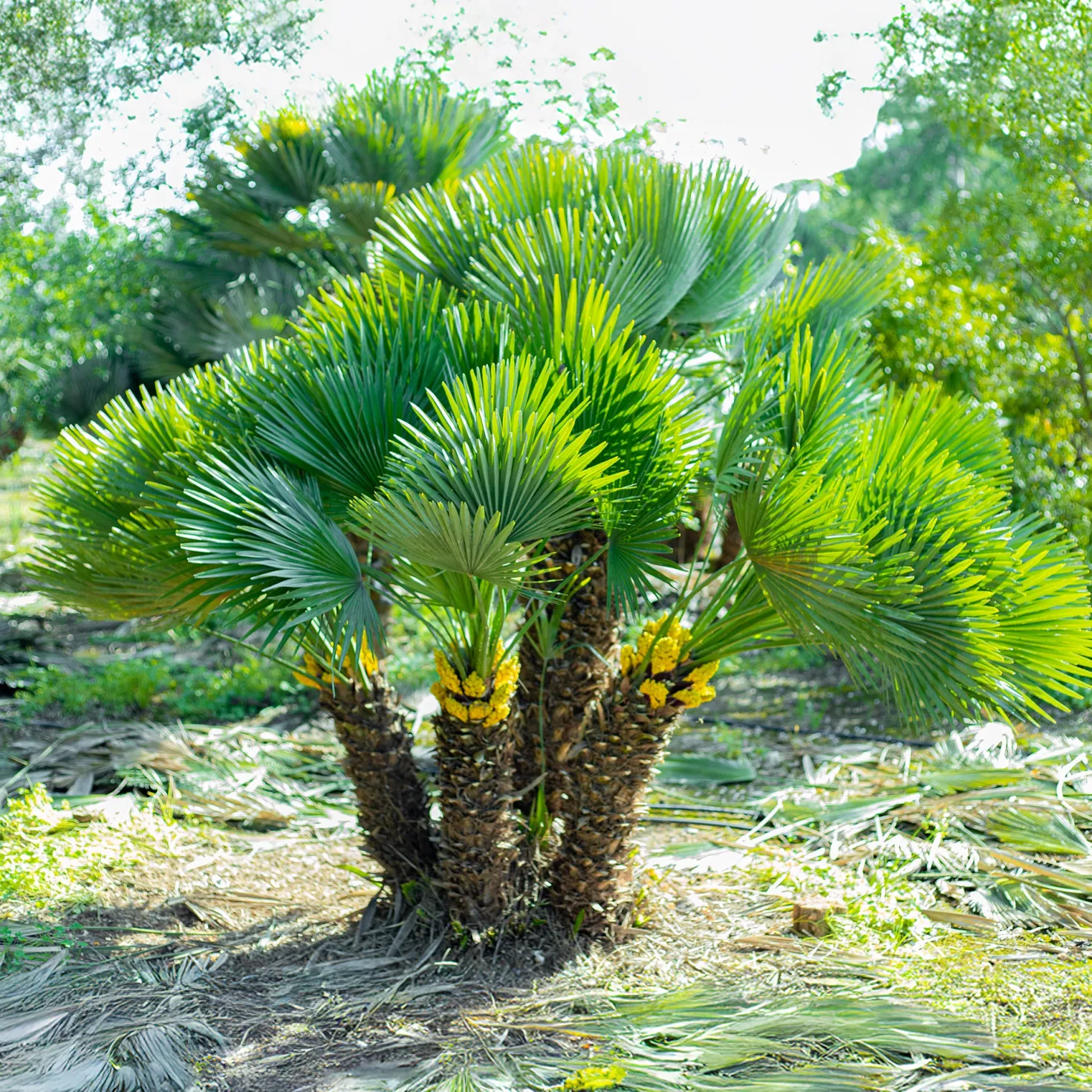 Zwergpalme Vulcano - Mediterranes Flair für Zuhause