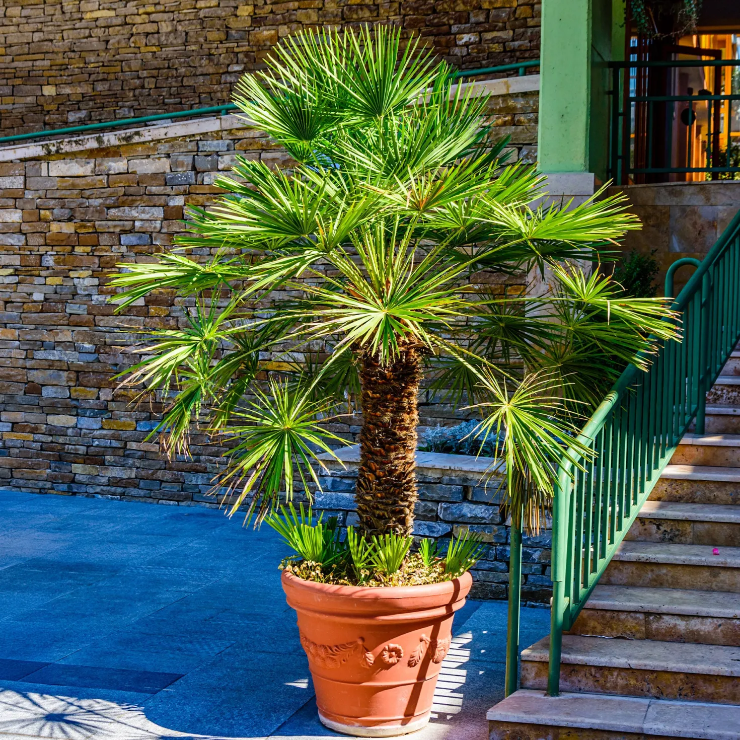 Zwergpalme Vulcano - Mediterranes Flair für Zuhause