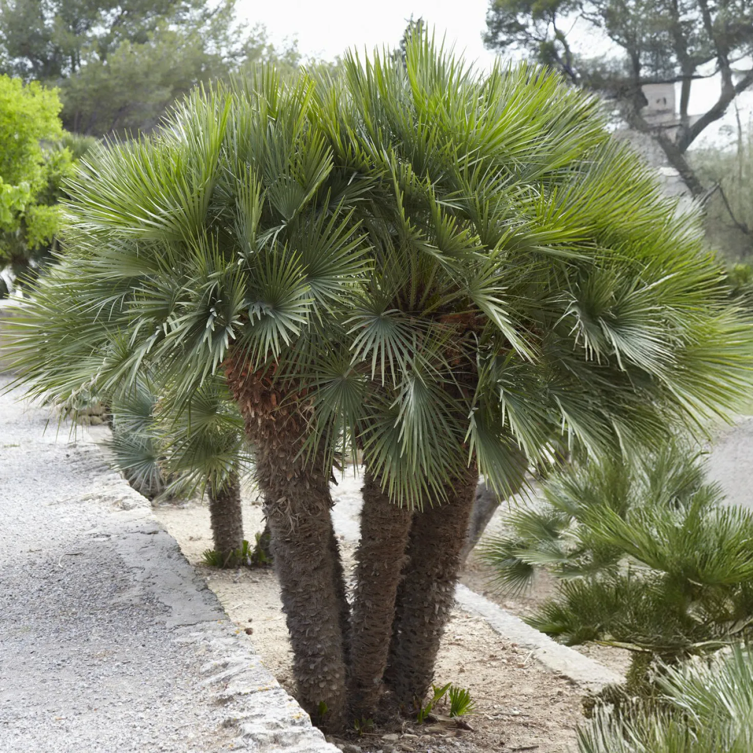 Zwergpalme Vulcano - Mediterranes Flair für Zuhause