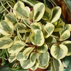 Zwergpfeffer 'Obtipan Bicolor' - Buntes Blattwerk, null Aufwand