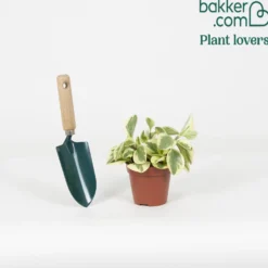 Zwergpfeffer 'Obtipan Bicolor' - Buntes Blattwerk, null Aufwand