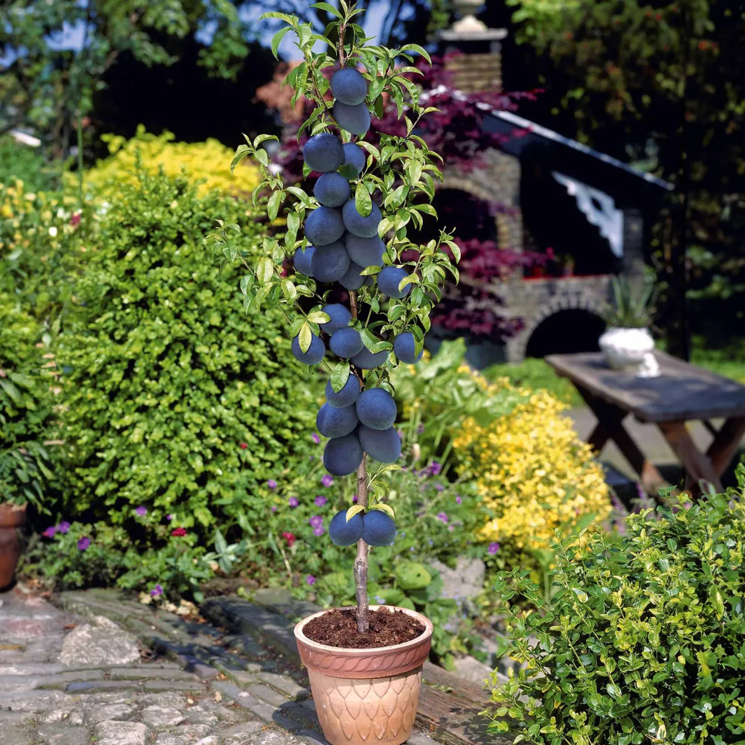 Zwergpflaume ‘Black Amber’ - Süße Pflaumen auf dem Balkon
