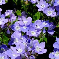 Zwerg-Polster-Ehrenpreis - Blauer Blütenteppich im Nu