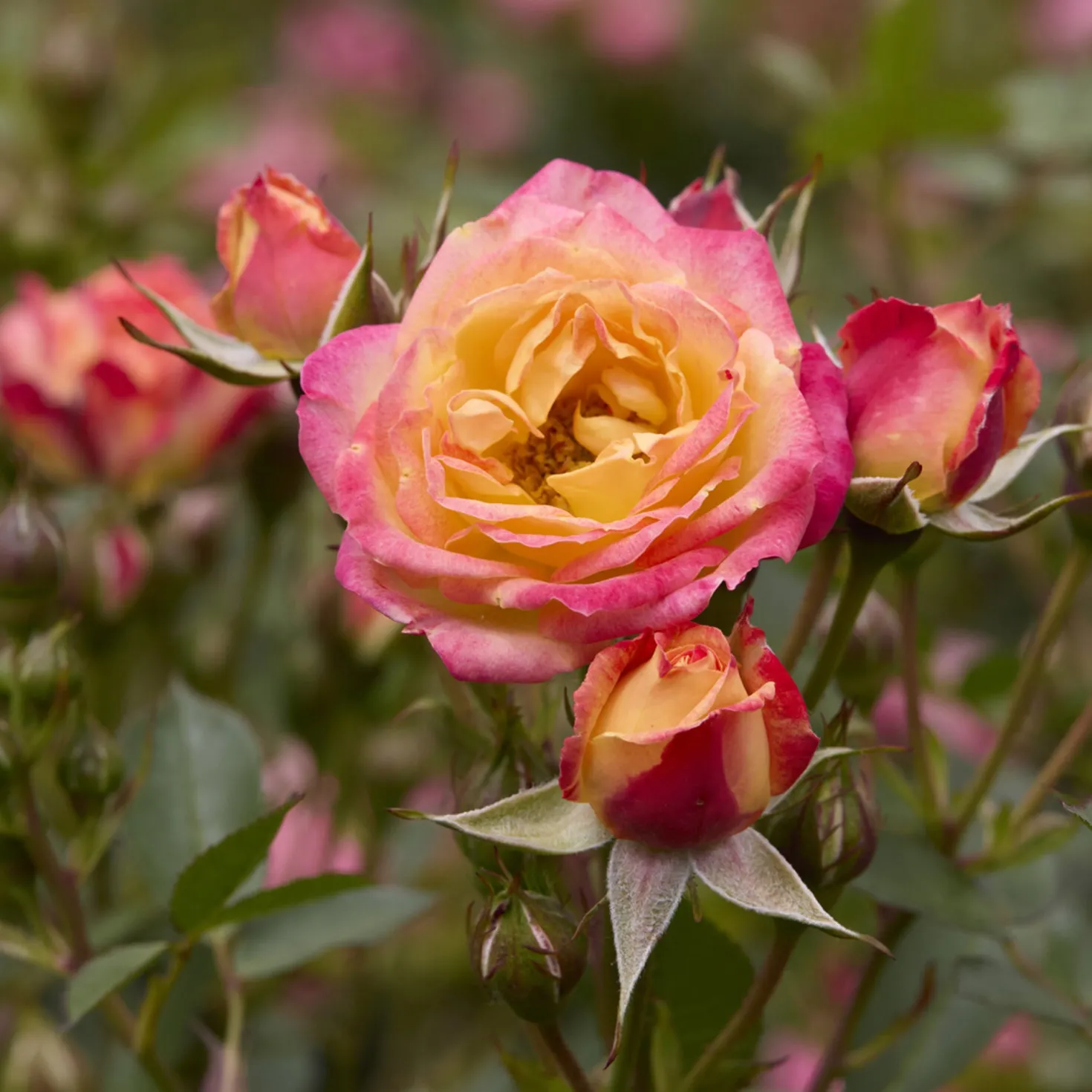 Zwergrose Little Sunset® - Sonnenfarben den ganzen Sommer