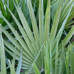 Zwerg-Sabal - Zwerg-Fächerpalme - Winterharte Palme fürs Beet