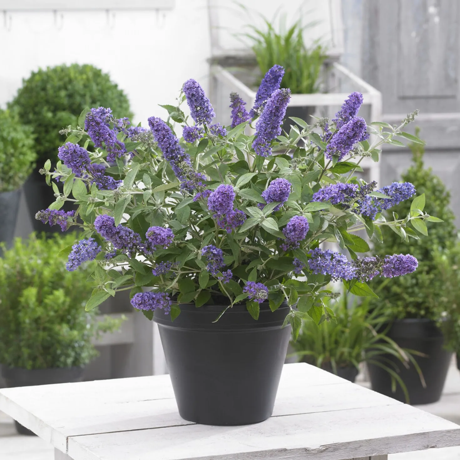 Zwerg-Schmetterlingsbaum ‘Free Petite® Blue Heaven’ - Schmetterlinge auf dem Balkon