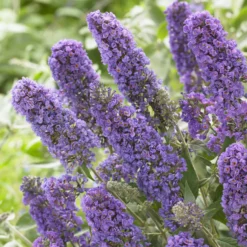 Zwerg-Schmetterlingsbaum ‘Free Petite® Blue Heaven’ - Schmetterlinge auf dem Balkon
