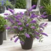 Zwerg-Schmetterlingsbaum ‘Free Petite® Dark Pink’ - Schmetterlinge auf dem Balkon