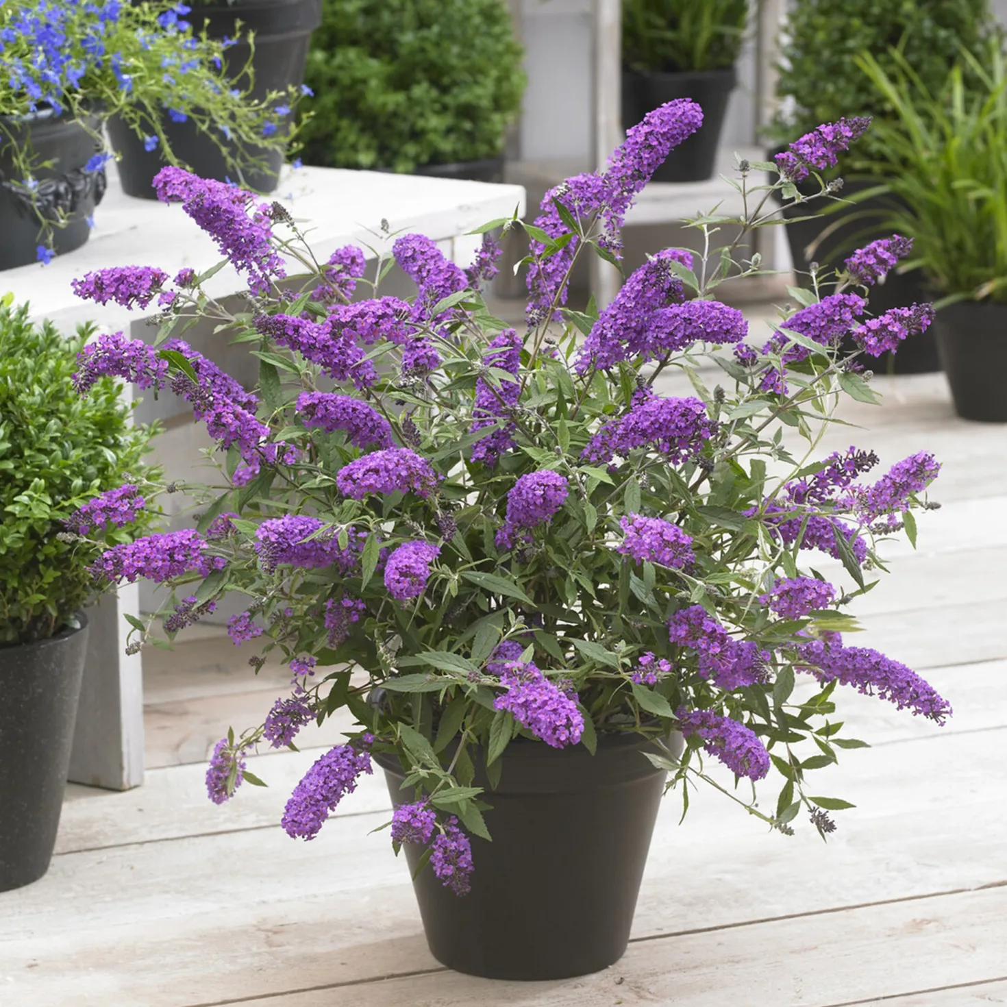 Zwerg-Schmetterlingsbaum ‘Free Petite® Dark Pink’ - Schmetterlinge auf dem Balkon