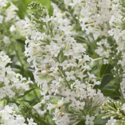 Zwerg-Schmetterlingsbaum ‘Free Petite® Snow White’ - Weiße Blüten voller Falter