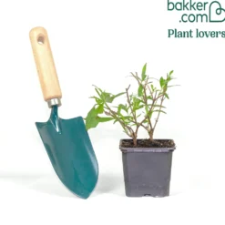 Zwerg-Schmetterlingsbaum ‘Free Petite® Snow White’ - Weiße Blüten voller Falter
