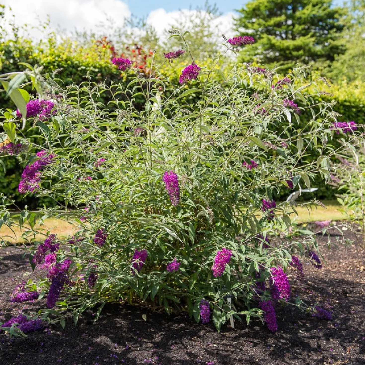 Zwerg-Schmetterlingsflieder ‘Nanho Purple’ - Schmetterlinge im Miniformat