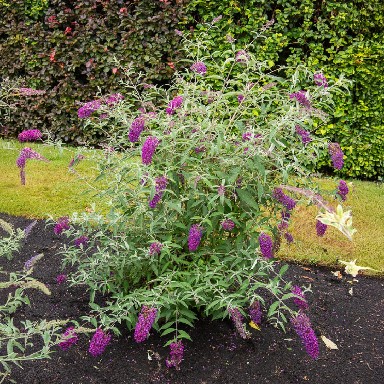 Zwerg-Schmetterlingsflieder ‘Nanho Purple’ - Schmetterlinge im Miniformat