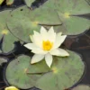 Zwergseerose Helvola - Seerose für Mini-Teiche