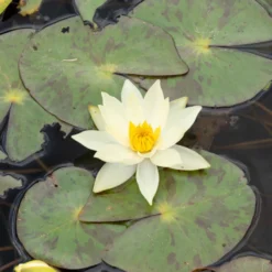 Zwergseerose Helvola - Seerose für Mini-Teiche