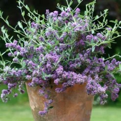 Zwerg-Sommerflieder ‘Unique’ (Buddleja davidii) - Schmetterlinge im Handumdrehen