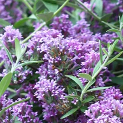 Zwerg-Sommerflieder ‘Unique’ (Buddleja davidii) - Schmetterlinge im Handumdrehen