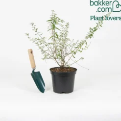 Zwerg-Sommerflieder ‘Unique’ (Buddleja davidii) - Schmetterlinge im Handumdrehen
