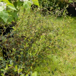 Zwerg-Sophora ‘Little Baby’ - Bonsai-Look ohne Aufwand