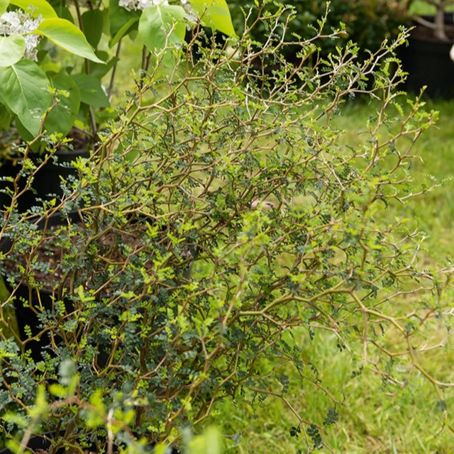 Zwerg-Sophora ‘Little Baby’ - Bonsai-Look ohne Aufwand
