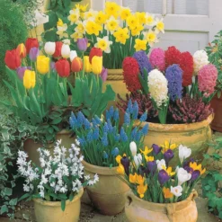 Zwiebeln-Kollektion Terrasse & Garten (x75) - 75 Zwiebeln, ein Blütenmeer